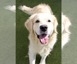 Small Photo #2 Golden Retriever Puppy For Sale in Glendale , AZ, USA