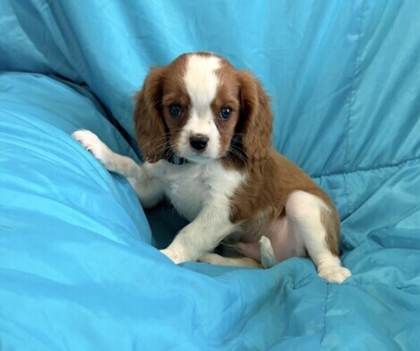 Medium Photo #1 Cavalier King Charles Spaniel Puppy For Sale in THORP, WI, USA