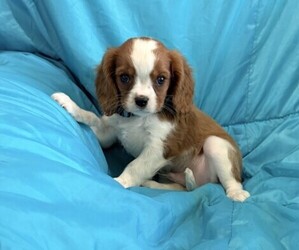 Cavalier King Charles Spaniel Puppy for sale in THORP, WI, USA