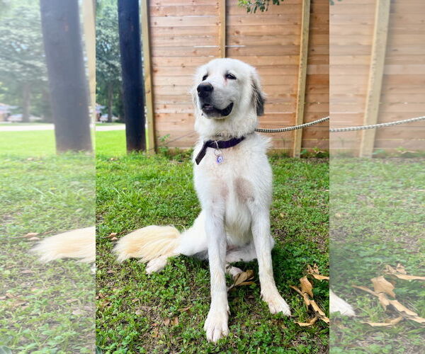 Medium Photo #6 Great Pyrenees Puppy For Sale in Spring, TX, USA