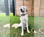 Small #5 Great Pyrenees
