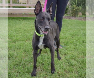 Pancake - Female German Shepherd Dog-Unknown Mix Dog for Adoption - Photo #3