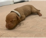 Small Photo #7 Vizsla Puppy For Sale in NEW YORK MILLS, MN, USA