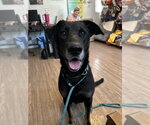 Small Photo #11 German Shepherd Dog-Unknown Mix Puppy For Sale in Foristell, MO, USA