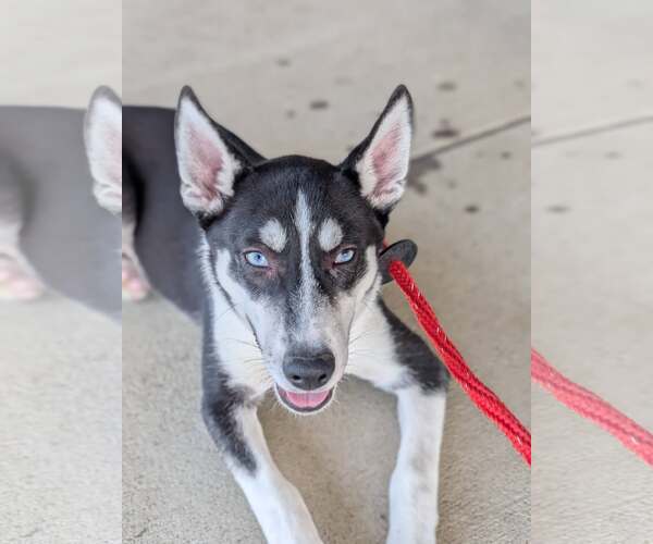 Medium Photo #10 Siberian Husky-Unknown Mix Puppy For Sale in Holly Springs, NC, USA