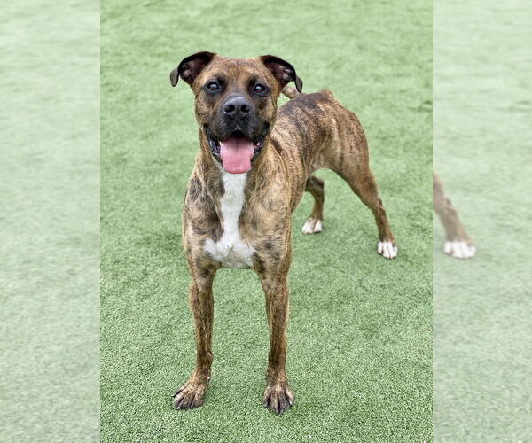 Medium Photo #10 Boxer-Unknown Mix Puppy For Sale in Austin, TX, USA