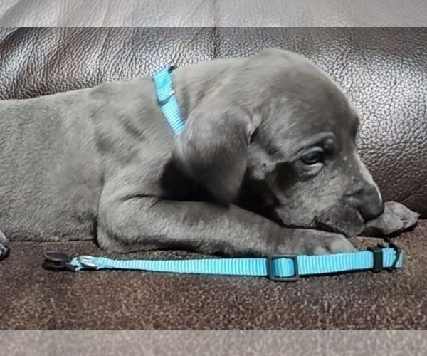 Medium Photo #24 Great Dane Puppy For Sale in OGDEN, UT, USA