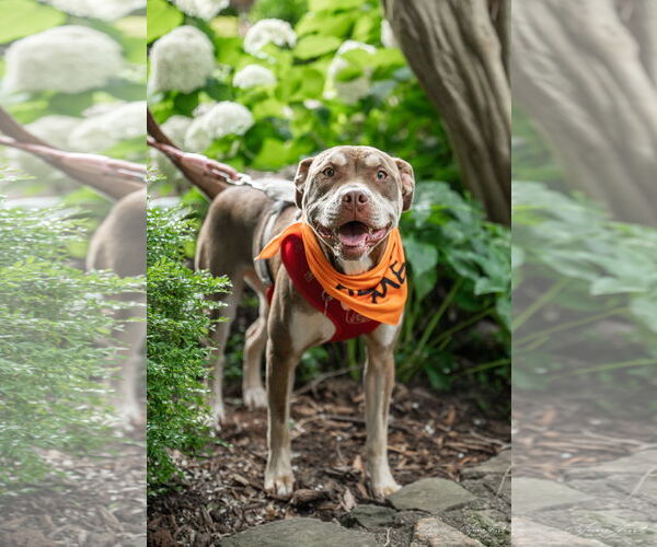 Medium Photo #9 Mutt Puppy For Sale in Holly Springs, NC, USA