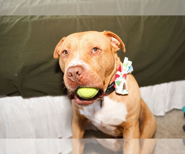 Medium Photo #3 Bullypit Puppy For Sale in Princeton, MN, USA