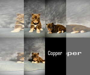 Siberian Husky Puppy for sale in HEMET, CA, USA
