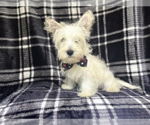 West Highland White Terrier Puppy for sale in LAKELAND, FL, USA