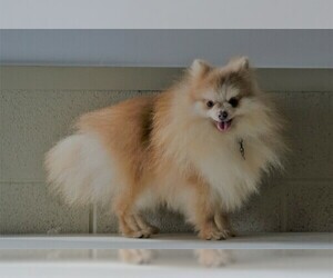 Pomeranian Puppy for sale in FREDERICKSBG, OH, USA