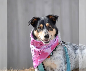 Squirrel - Female Mutt Dog for Adoption - Photo #4