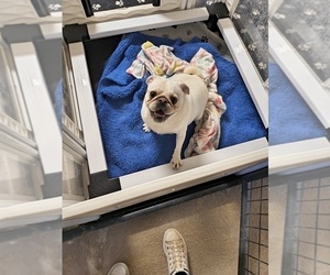 Pug Puppy for sale in MAXWELL, NM, USA