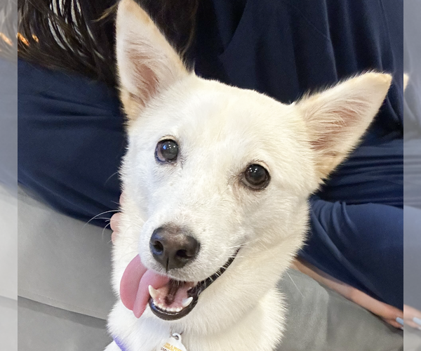 Medium Photo #1 Mutt Puppy For Sale in San Ramon, CA, USA