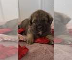 Small Photo #24 Mastiff-Pyrenean Mastiff Mix Puppy For Sale in RHOME, TX, USA