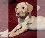 Small #11 Labrador Retriever