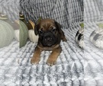 Puppy Puppy8 rapunzel Cane Corso
