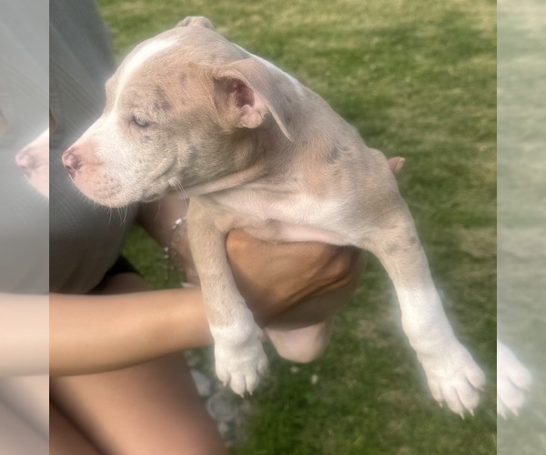 Medium Photo #11 American Bully Puppy For Sale in LAKE STATION, IN, USA