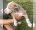 Small Photo #11 American Bully Puppy For Sale in LAKE STATION, IN, USA