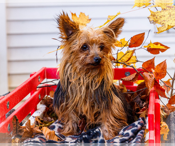 Medium Photo #1 Shorkie Tzu Puppy For Sale in WAKARUSA, IN, USA