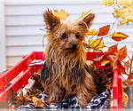 Small Photo #1 Shorkie Tzu Puppy For Sale in WAKARUSA, IN, USA