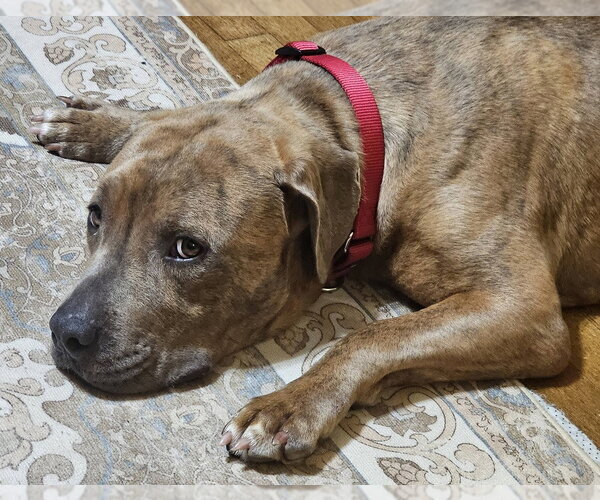 Medium Photo #4 Mutt Puppy For Sale in Evansville, IN, USA