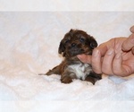 Small #6 Poodle (Toy)-YorkiePoo Mix