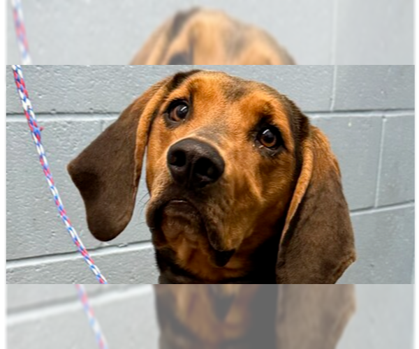 Medium Photo #5 Mutt Puppy For Sale in Evansville, IN, USA