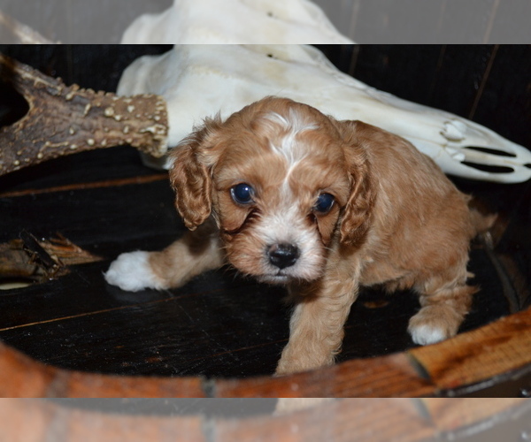 Medium Photo #3 Cavapoo Puppy For Sale in GREENWOOD, WI, USA