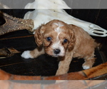 Small #2 Cavapoo