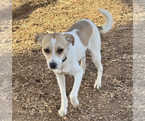 Medium Photo #1 Jack Russell Terrier-Unknown Mix Puppy For Sale in Sparta, TN, USA