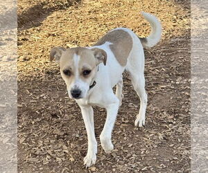 Jack Russell Terrier-Unknown Mix Dogs for adoption in Sparta, TN, USA
