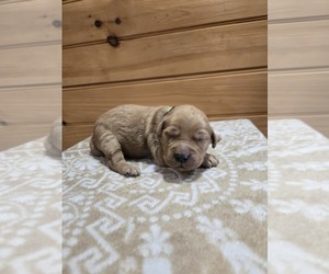 Goldendoodle Puppy for sale in WILLIAMSTOWN, KY, USA
