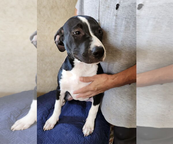 Medium Photo #1 Boxer-Unknown Mix Puppy For Sale in Amarillo, TX, USA