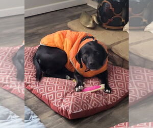 Sugarbear - Female Labrador Retriever-Unknown Mix Dog for Adoption - Photo #4