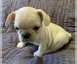 Small Photo #6 French Bulldog Puppy For Sale in ATL, GA, USA