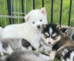 Small Photo #2 Pomsky Puppy For Sale in WOODSTOCK, IL, USA