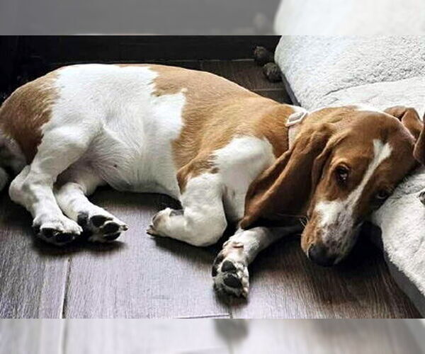 Medium Photo #3 Basset Hound Puppy For Sale in Deepwater, NJ, USA