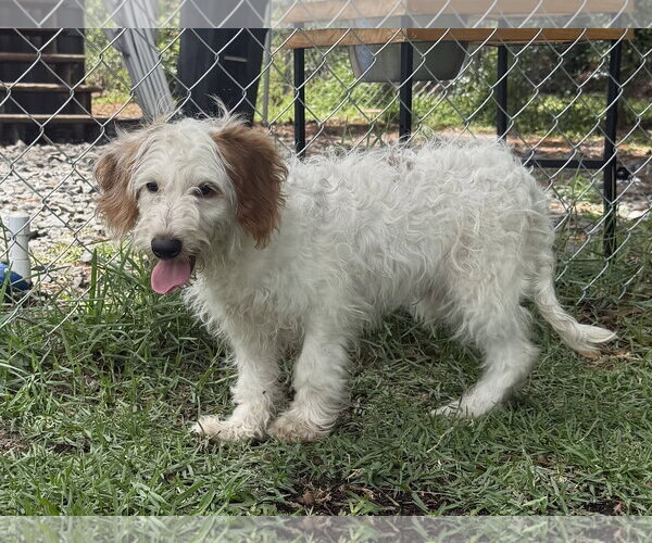 Medium Photo #2 Bernedoodle Puppy For Sale in Valrico, FL, USA