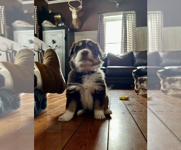 Medium Photo #3 Australian Shepherd Puppy For Sale in WHITINGHAM, VT, USA