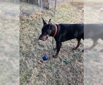 Small Photo #5 Doberman Pinscher Puppy For Sale in MACUNGIE, PA, USA