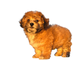 Medium Maltipoo-Shih Tzu Mix