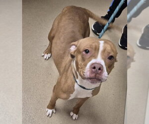 Mutt Dogs for adoption in Decatur, IL, USA