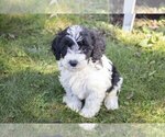 Small Photo #2 Cock-A-Poo Puppy For Sale in FRESNO, OH, USA
