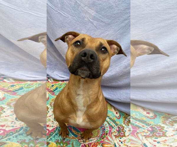 Medium Photo #7 American Staffordshire Terrier-Boxer Mix Puppy For Sale in Lexington, SC, USA