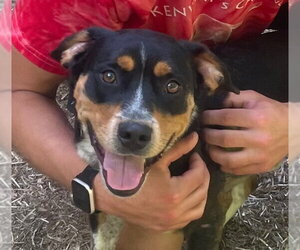 Roy - Male Mutt Dog for Adoption - Photo #3