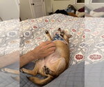 Small #5 Chihuahua
