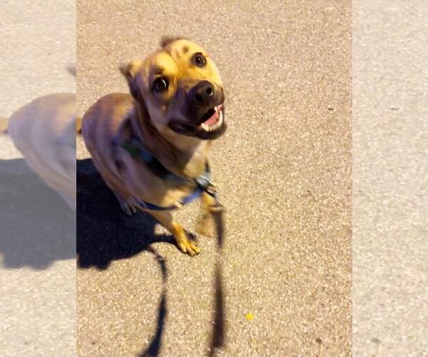 Medium Photo #5 Labrador Retriever-Unknown Mix Puppy For Sale in Pompano Beach , FL, USA