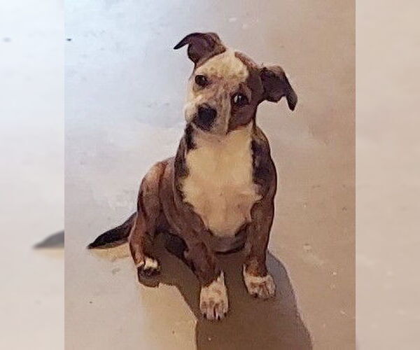 Medium Photo #2 Boston Terrier-Unknown Mix Puppy For Sale in Genesee, WI, USA